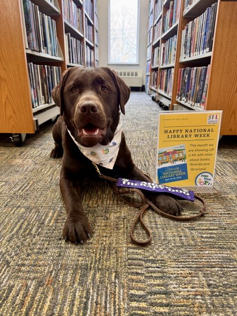 A credentialed chocolate lab therapy dog sitting in a library aisle.