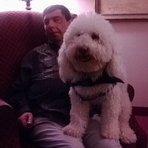 A man seated in an armchair with a credentialed fluffy white therapy dog resting beside him.