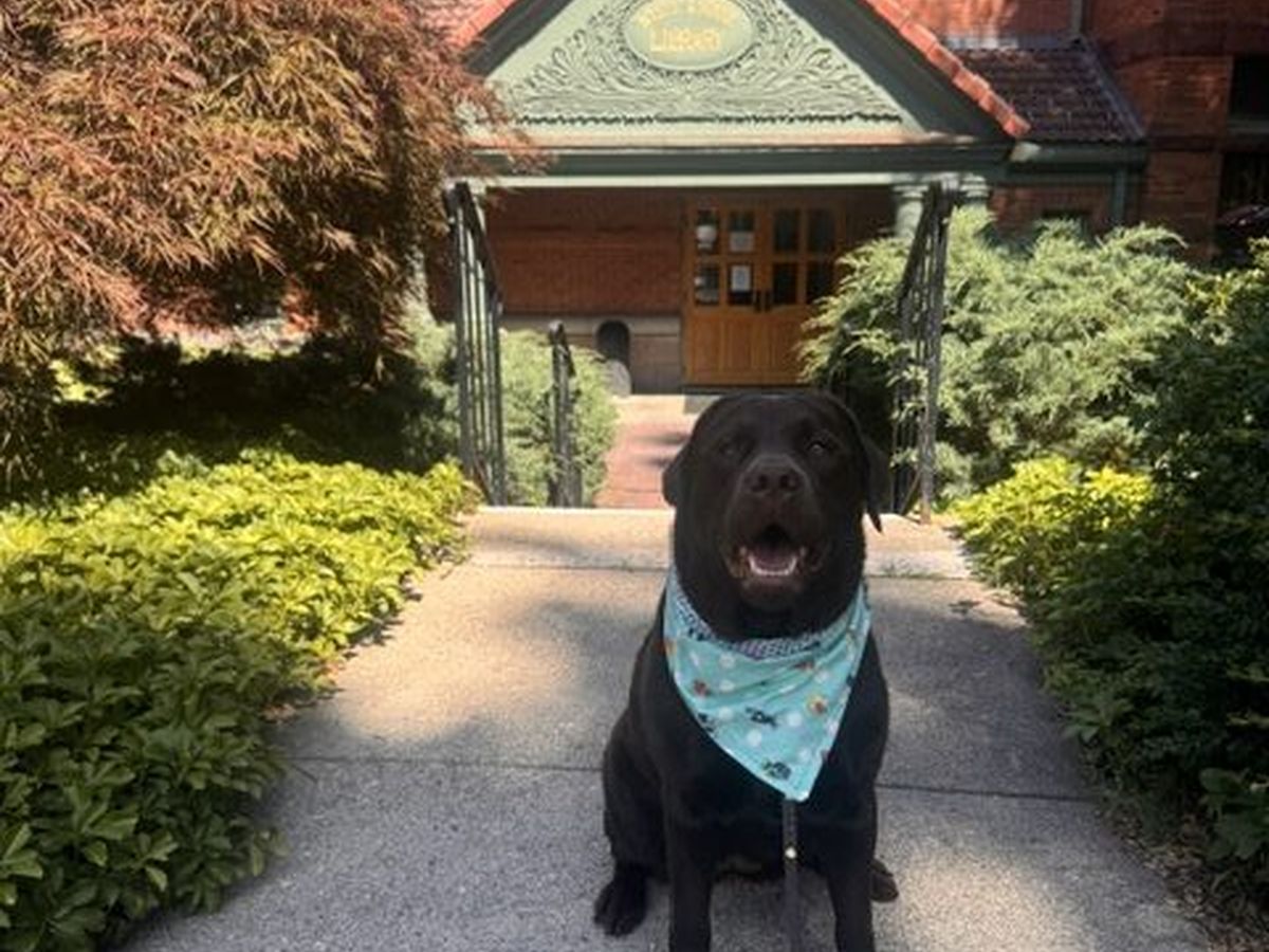 A happy black lab therapy dog wearing a patterned bandana sitting outdoors in front of a brick building entrance.