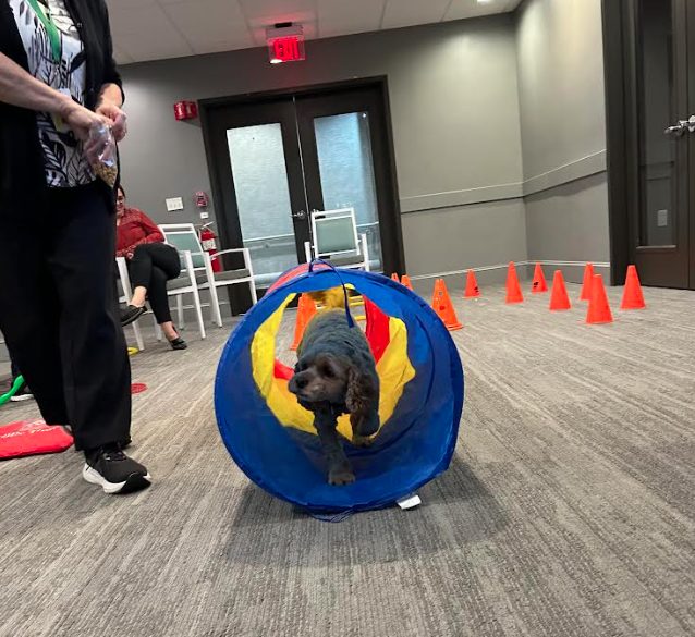 A credentialed therapy dog walking through a colorful agility tunnel guided by a handler.