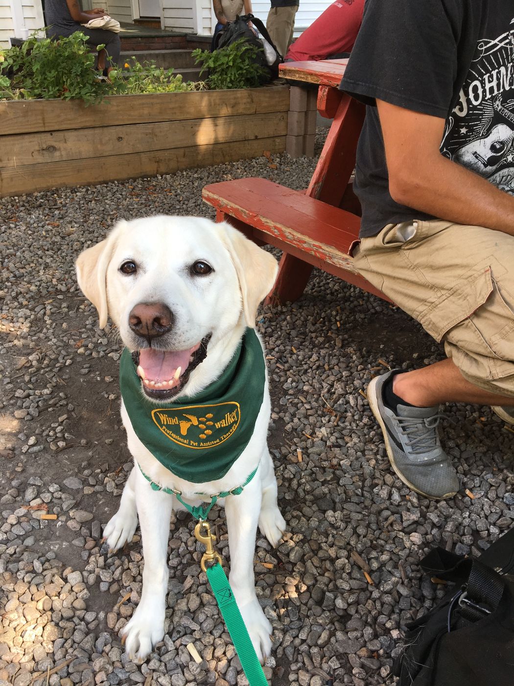 For membership-windwalker-dog.jpg: Recommended Alt Text: A happy white lab therapy dog wearing a green Windwalker bandana sitting outdoors next to a picnic table.